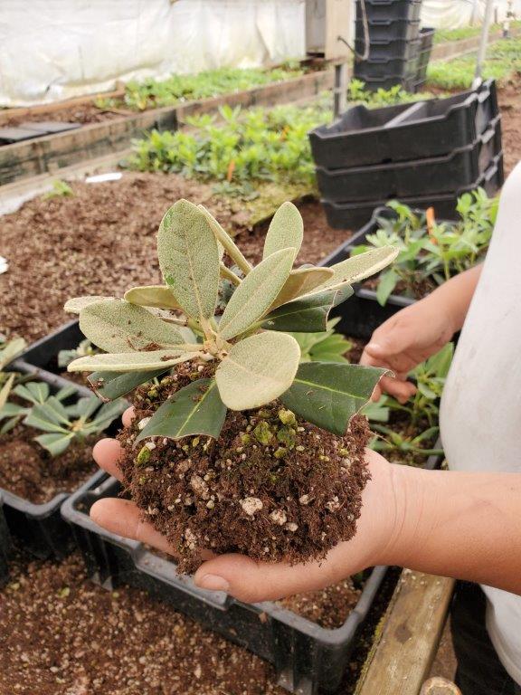 Propagation rooting process