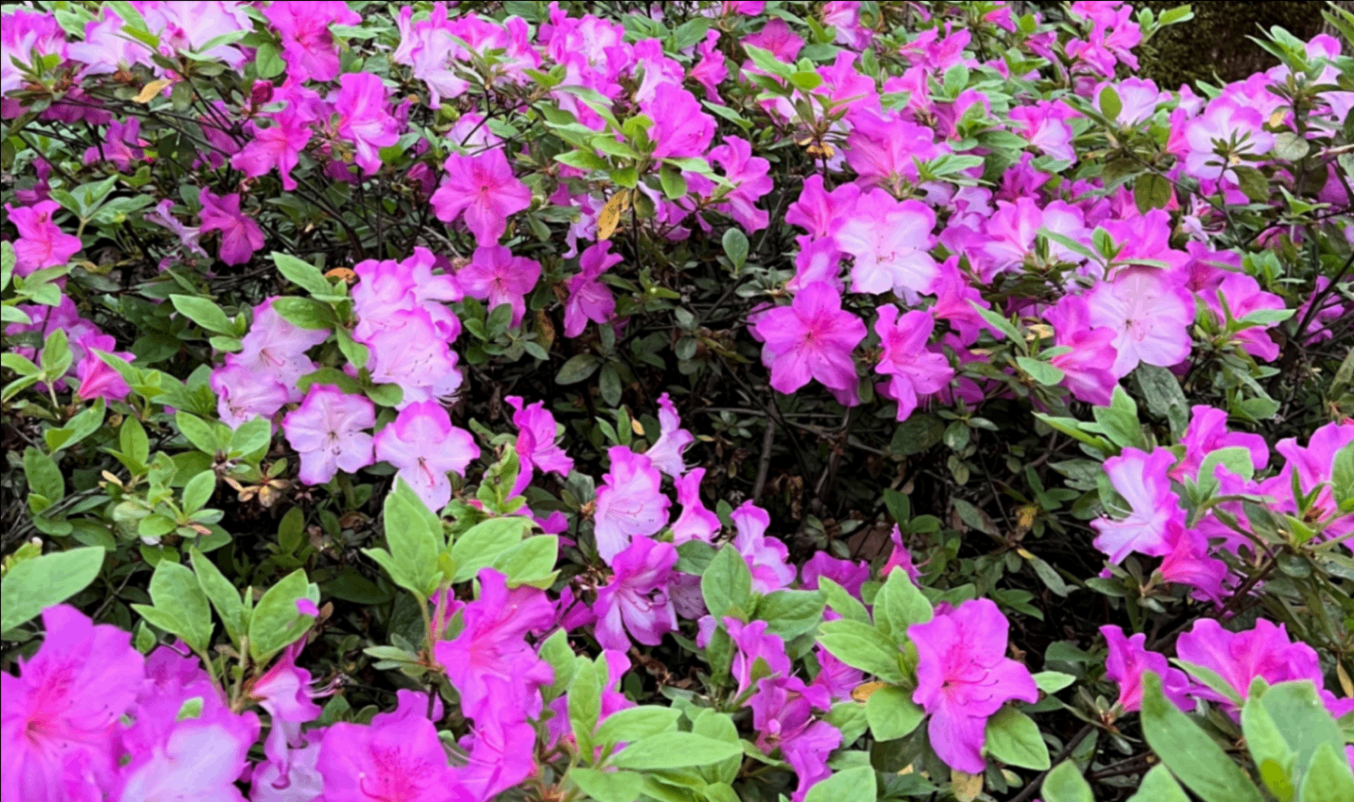 Azalea varieties in bloom